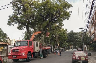 Prefeitura divulga balanço semanal de podas e supressões