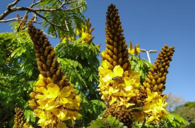 Árvore do Mês é um imenso buquê de flores amarelas