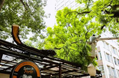 Remoção de galho que caiu em telhado de bar