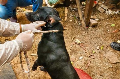 cachorros