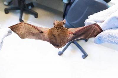 Saúde confirma caso de raiva em morcego no bairro Teresópolis