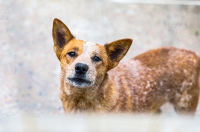 Prefeitura recebe sugestões para regulamentação de animais comunitários