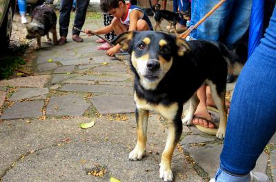 Castração de animais