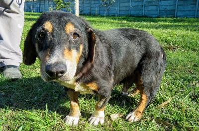 Evento de adoção de animais acontece neste sábado