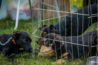 cães