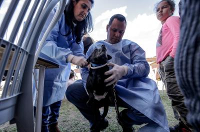 Aberto cadastro para castrações gratuitas de cães no Guarujá