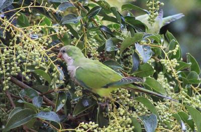 fauna silvestre