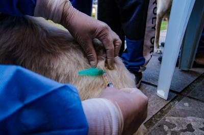 Causa Animal leva atendimento a aldeias indÃgenas na Lomba do Pinheiro