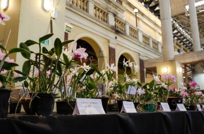 Mercado Público recebe exposição de orquÃdeas para celebrar aniversário da Capital