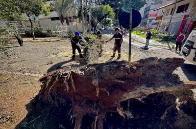 Porto Alegre reforça equipes que realizam manejo arbóreo 