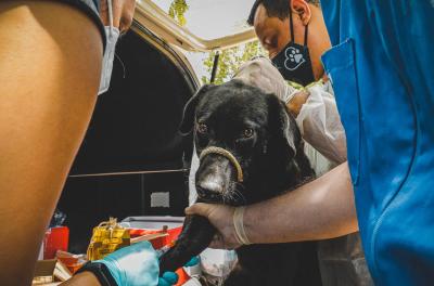 Prefeitura fará mutirão de castração animal na Zona Sul