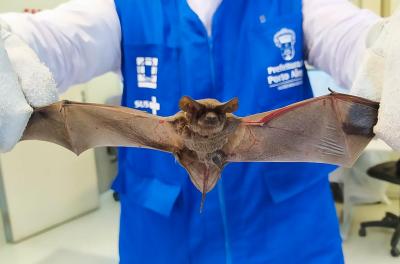 Capital confirma sétimo caso de morcego positivo para raiva