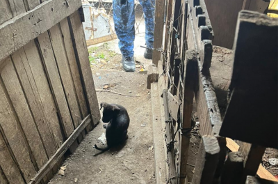 Homem é preso e 14 cães são resgatados em ação contra maus-tratos no bairro Jardim Itú