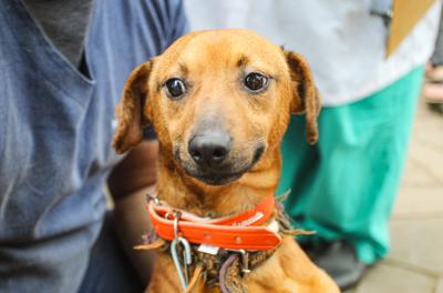 Prefeitura entrega selo Amigas dos Animais a três empresas