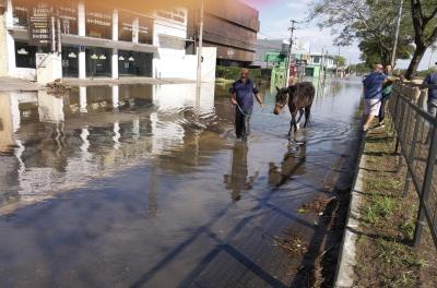 EPTC resgata 24 cavalos e 3 búfalos na enchente