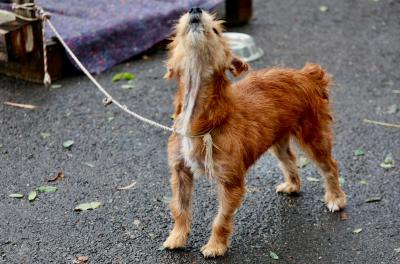 Gabinete da Causa Animal institui chave Pix para ajudar animais vítimas da enchente