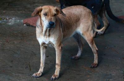 Abrigos que acolhem animais desabrigados pela enchente têm isenção da tarifa de água