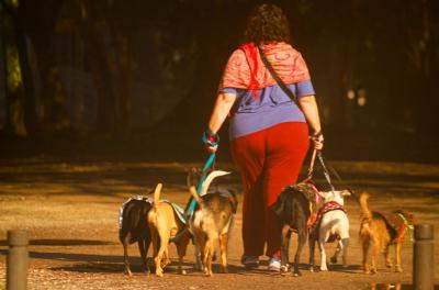 Feira de Adoção de Animais