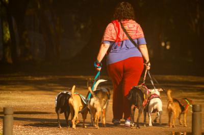 Feira de Adoção de Animais 