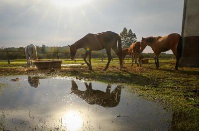 Proprietários de cavalos resgatados na enchente têm 15 dias para retirar os animais do abrigo da EPTC