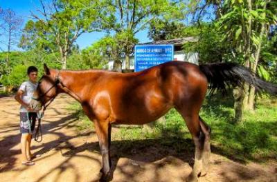 Proprietários de cavalos resgatados na enchente têm 15 dias para retirar os animais do abrigo da EPTC