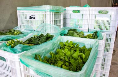 Porto Alegre é selecionada para o Programa Nacional de Alimentação Escolar Agroecológico