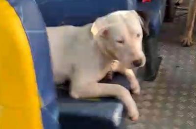 Causa Animal 