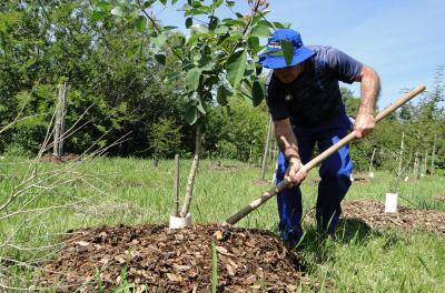 Porto Alegre ganhará mais 3,5 mil novas árvores