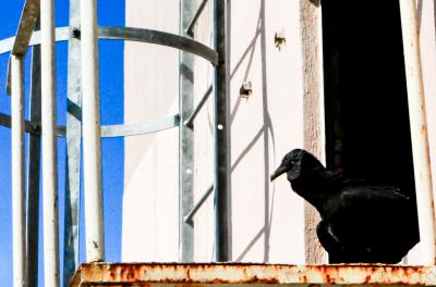 aves silvestres