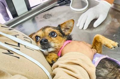 castração de animais 