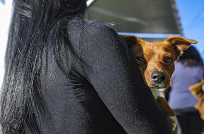 adoção de animais 