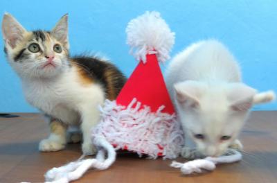 Unidade de Saúde Animal Victória terá feira de adoção de cães e gatos neste sábado