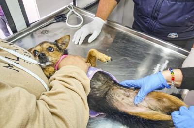 castração de animais 