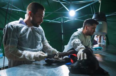 castração de animais 