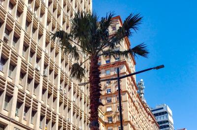 Projeto prevê o plantio de 25 árvores de grande porte na Borges de Medeiros