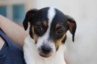 Feira Me Adota acontece neste sábado