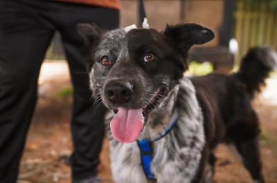 Campanha de castração de cães e gatos