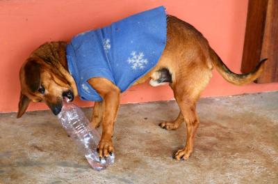 Campanha Dezembro Verde busca conscientizar sobre o abandono de cães e gatos