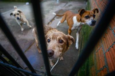 adoção de animais na usav
