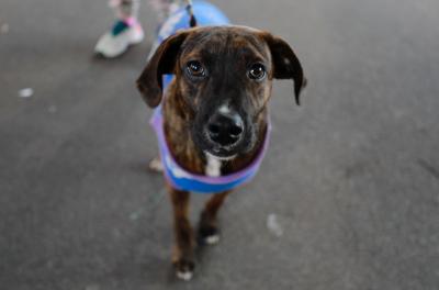 Prefeitura fortalece política de proteção a cães comunitários por meio de cadastro oficial