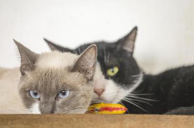 Unidade Móvel de Saúde Animal fará ação exclusiva para gatos no Partenon