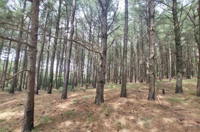 Prefeitura fará leilão para manejo de árvores invasoras