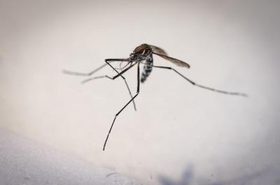 Aedes aegypti 
