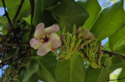Estudo inédito revela biodiversidade das unidades de conservação de Porto Alegre
