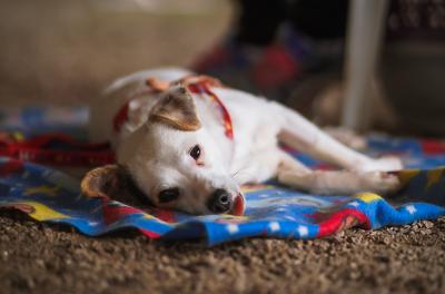 Prefeitura de Porto Alegre abre cadastro para protetores e entidades de defesa animal