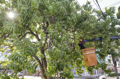 Prefeitura divulga cronograma de manejo arbóreo desta semana 