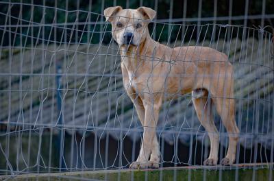 Próximo Me Adota terá mais de 16 filhotes e 39 cães de médio porte