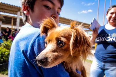 Prefeitura abre 700 vagas em nova campanha para castração de cães e gatos nesta quarta