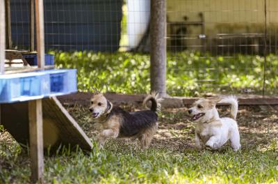 Animais resgatados por maus-tratos estarão disponíveis para adoção neste sábado