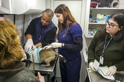 Prefeitura abre cadastro com mais de mil vagas para castração de cães e gatos